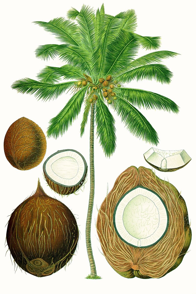 800px Cocos nucifera Köhlers